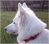 IMAGE0011a
